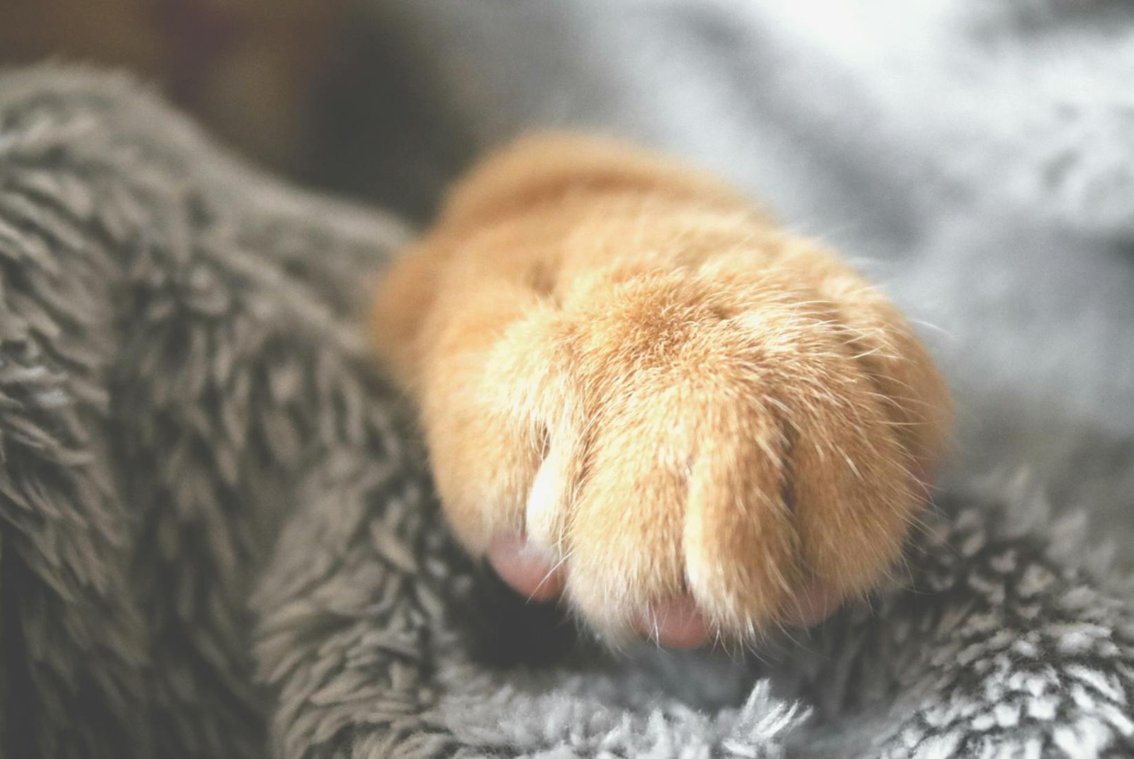 Imagen de la patita de un gato en una manta suave.