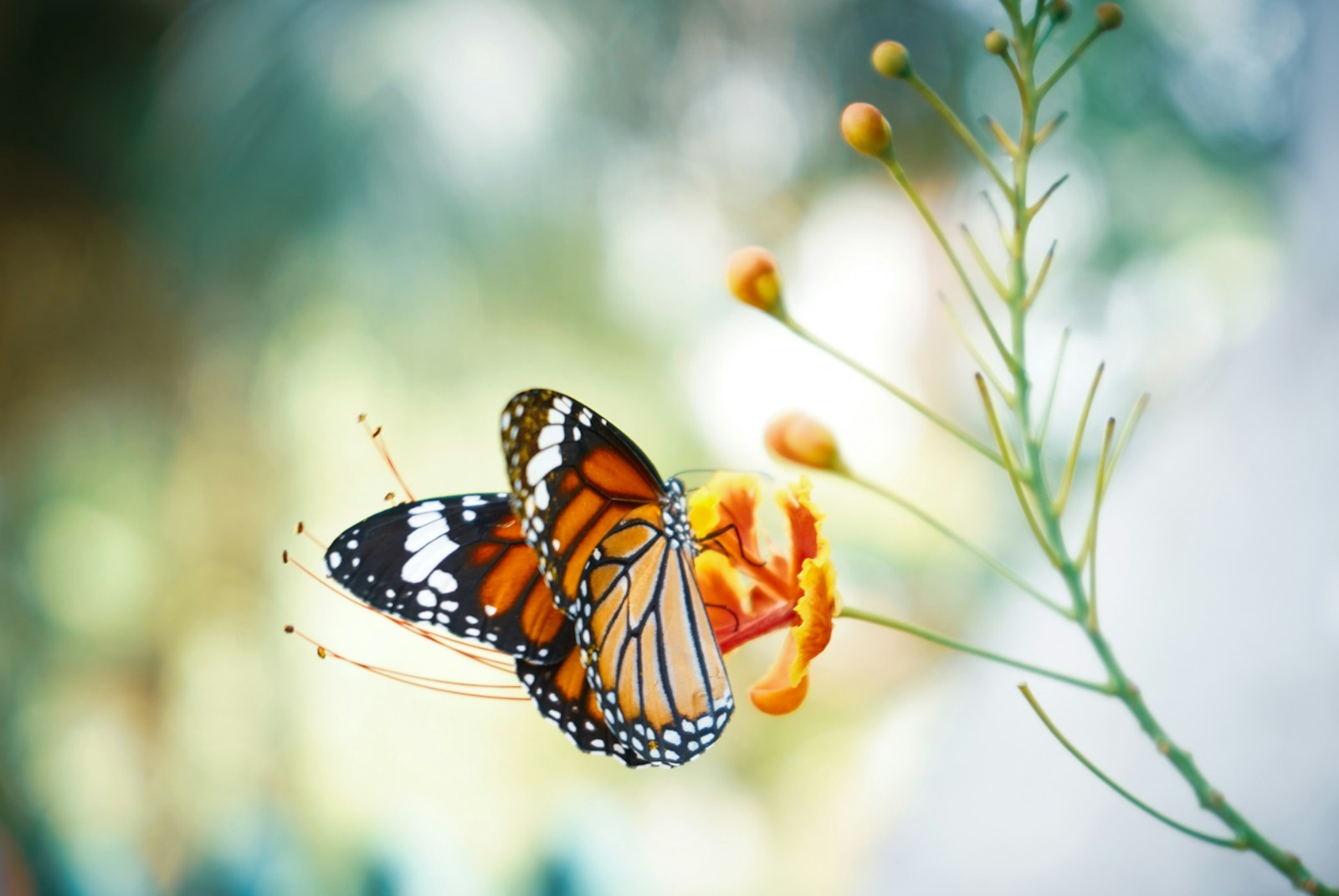 Imagen de mariposas monarca posada en una flor.