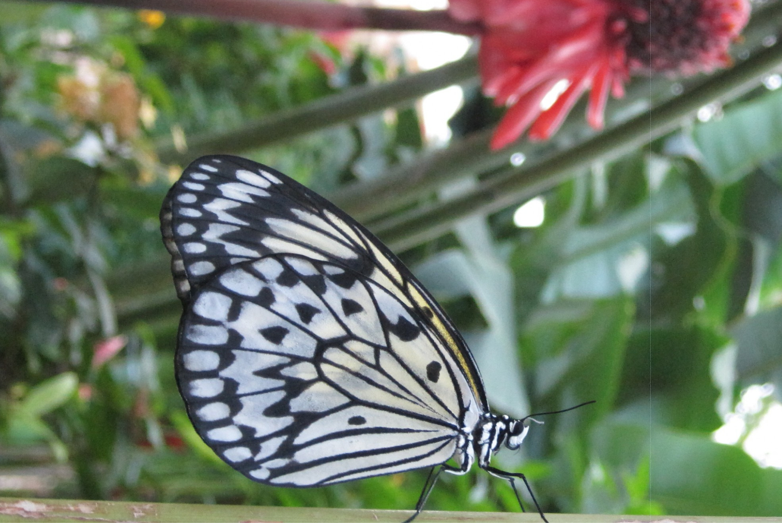 Imagen de una mariposa posada en una rama.