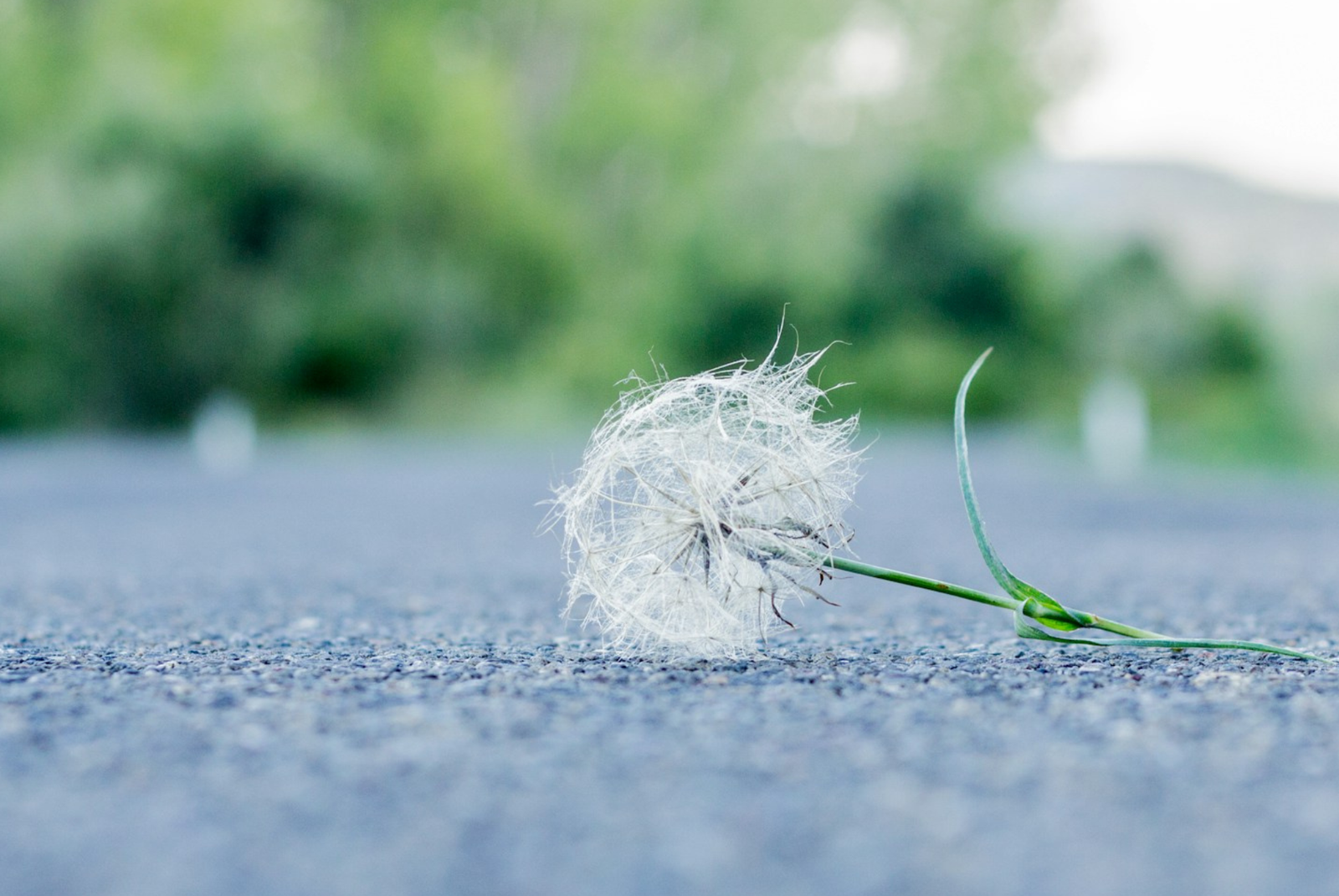 Imagen de planta diente de león en el concreto.